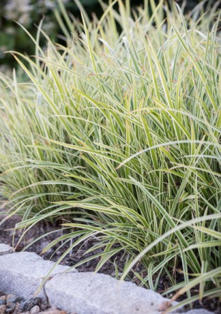 CAREX morrowii Goldband